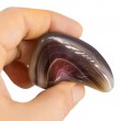 AGATE BOTSWANA pocket gemstone