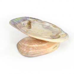 polirana okrasna školjka, biserovina