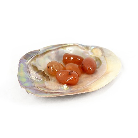 polirana okrasna školjka, biserovina,  pladenj za kristale