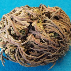 rose of jericho