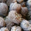 rose of jericho