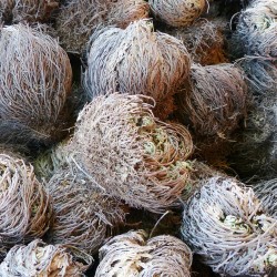 rose of jericho
