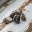 jasper, turtle jasper, crystal of power, crystal of strength, turtle jasper pocket crystal