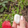 white agate, agate, white agate crystal, pocket crystal, grounding crystal, crystals for meditation