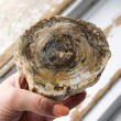 Petrified wood