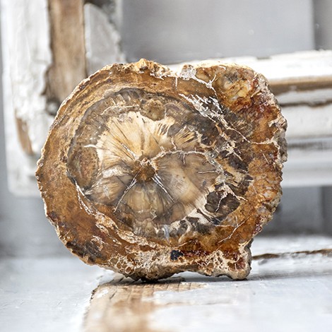 Petrified wood